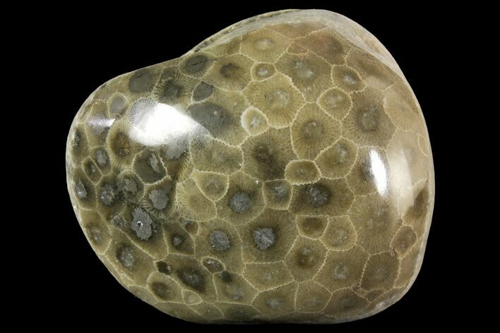 Polished Petoskey Stone (Fossil Coral) - Michigan #156121